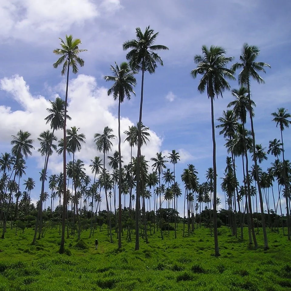 Tamaño Del Mercado De Habla Samoan