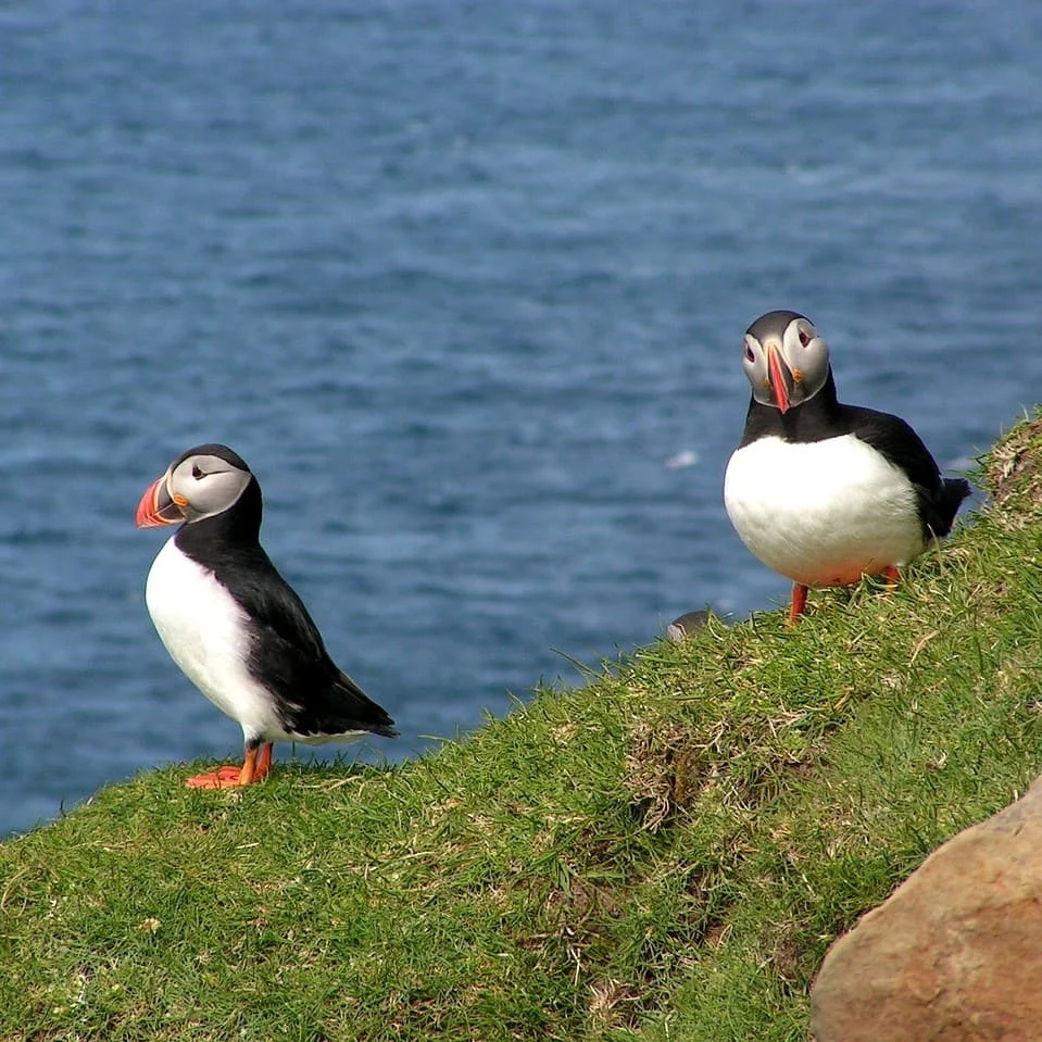 Pasos Para Solicitar Un Presupuesto Gratuito De Traducción Faroese