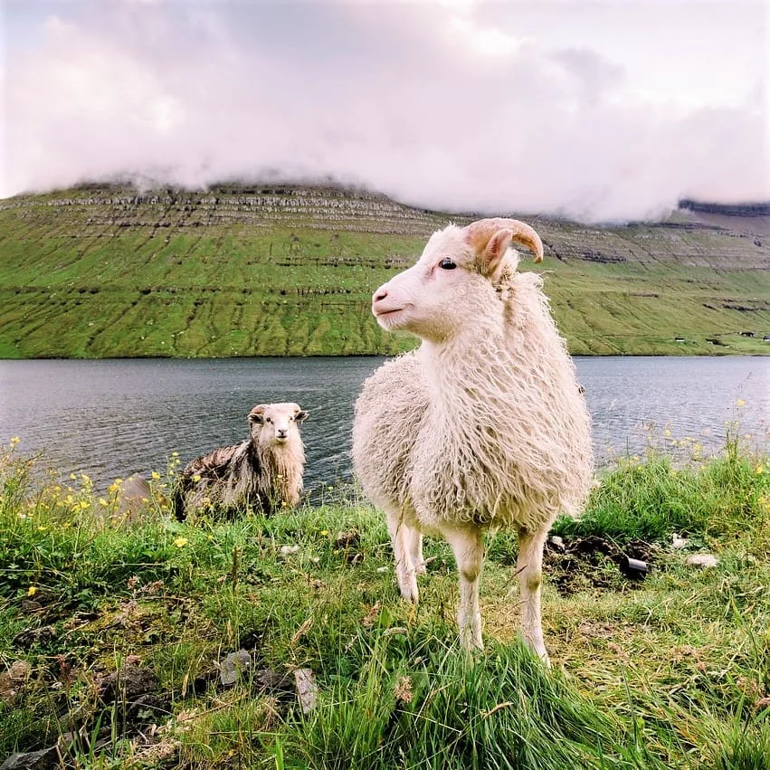 Traducciones Turísticas Faroese