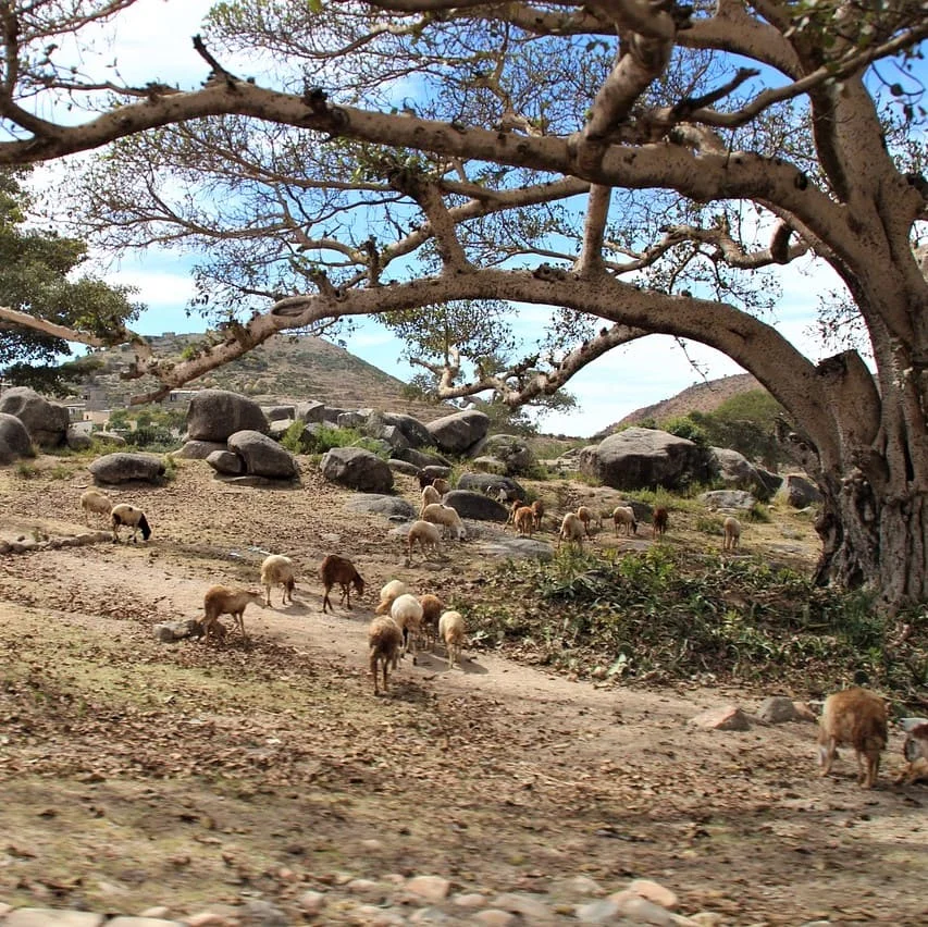 Traducciones Legales Somali de PoliLingua