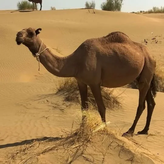 Perfil De La Lengua Turkmenistan
