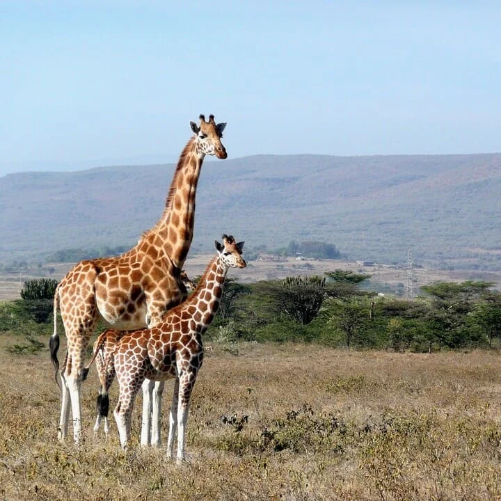 Breve Reseña del Idioma Swahili