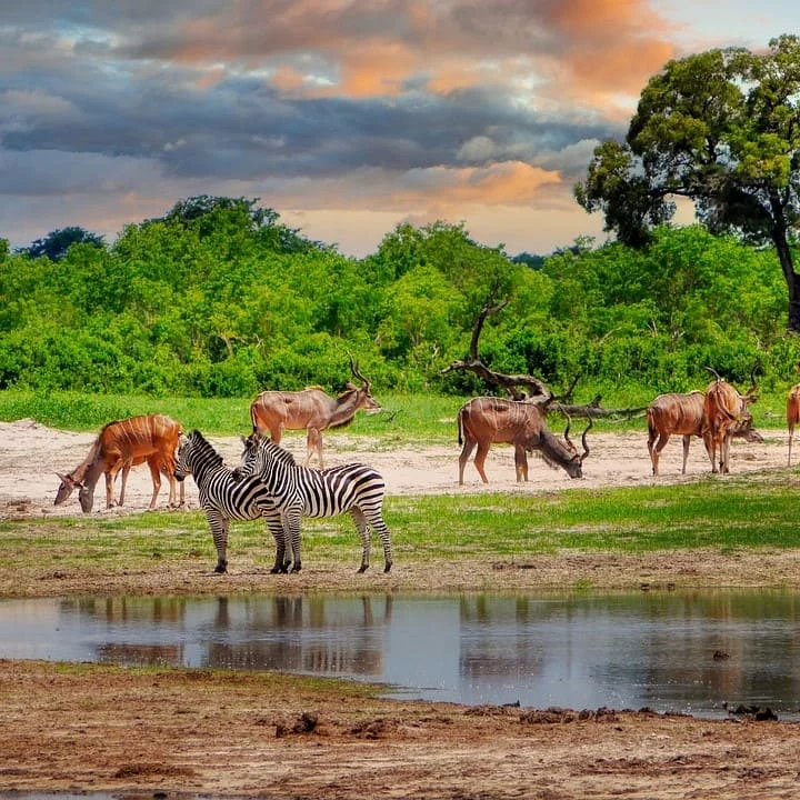 Tipos De Traducciones Xhosa De PoliLingua