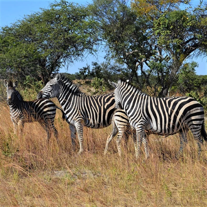 Traducciones Certificadas Xhosa Que Ofrecemos